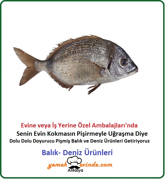 Balık & Deniz Ürünleri